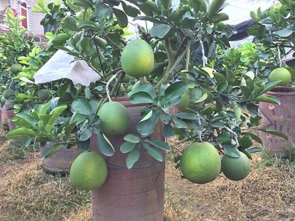 9. Các bí quyết cần lưu ý khi trồng bưởi trong chậu