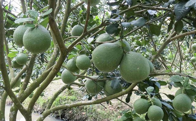 Thời gian mà cây bưởi cần để ra quả